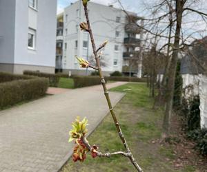 Wiosna w Poznaniu. Nadchodzi lepsza część roku