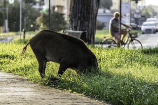 Jak odstraszyć dziki wchodzące na posesję? Skuteczne sposoby na dziki. Pozbędziesz się ich raz na zawsze!