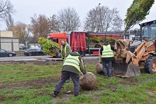 Nowe nasadzenia na Międzyodrzu