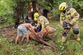 Heroiczna walka o życie pięciu koni