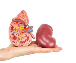 Agenezja (brak) nerki: przyczyny, objawy, leczenie