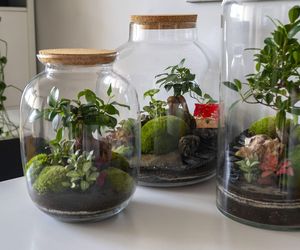 Stwórz zachwycający ogród, który zmieści się w jednym słoiku!