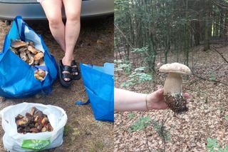 Idź na grzyby w czerwcowy weekend! W lasach w woj. lubelskim jest prawdziwy wysyp! [GALERIA]