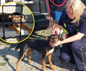 Błąkał się na Trasie Zamkowej, mógł zginąć pod kołami. Strażnicy miejscy ruszyli na pomoc szczeniakowi