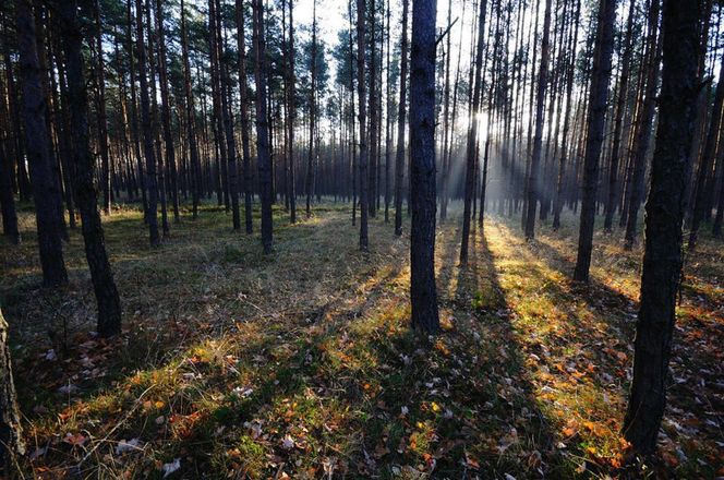 Krupski Młyn najbardziej zalesioną gminą w Polsce