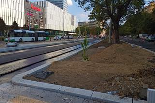 W centrum Szczecina wyrosła dorodna... kukurydza!