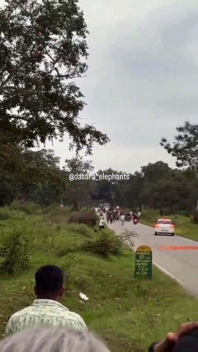 Turysta chciał selfie ze słoniem. Gorzko tego pożałował