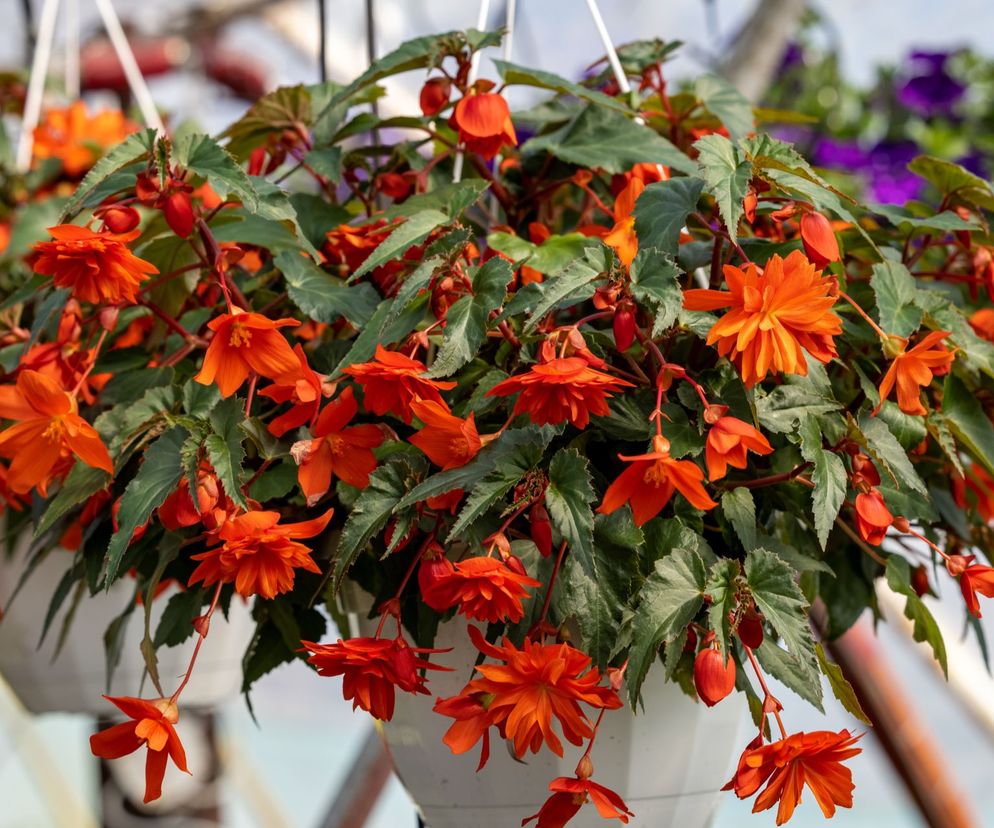 Begonia zwisająca