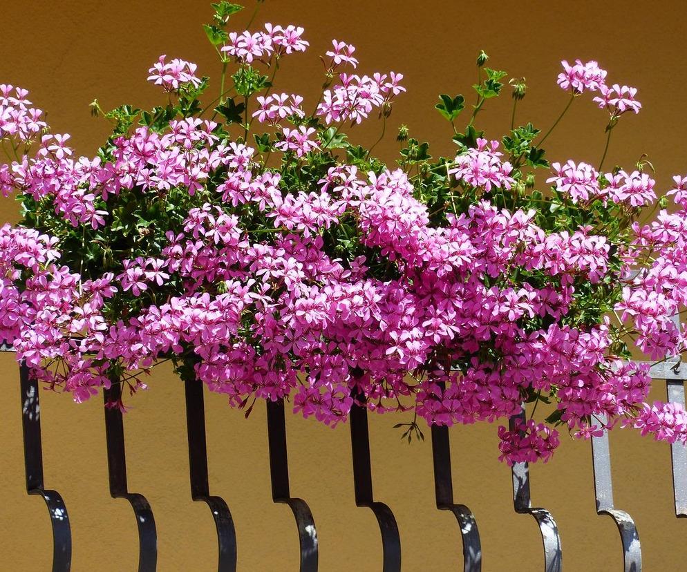 Mieszkańcy miasta mogą pochwalić się swoimi ogrodami i balkonami