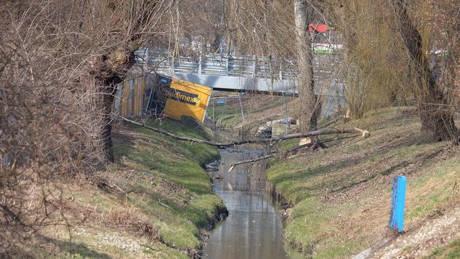 Bobry "grasują" na mieście [GALERIA]