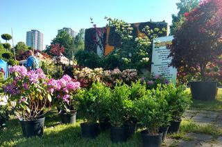 Chorzów: Kwiaty, zioła i dodatki do ogrodu. W Parku Śląskim trwa Święto Kwiatów [ZDJĘCIA]