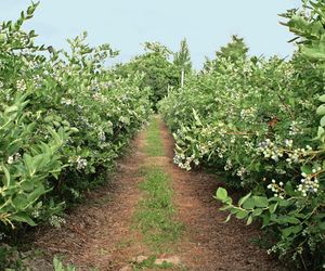 Badanie gleby sposobem na drogie nawozy? 