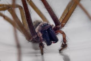 Te pająki mieszkają w twoim domu -  Kątnik domowy i inne
