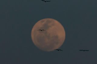 Superksiężyc pojawi się na niebie. Takiego zjawiska jeszcze w tym roku nie było