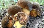 Wysyp grzybów w dolnośląskich lasach. Piękne okazy są m.in. w Górach Sowich 