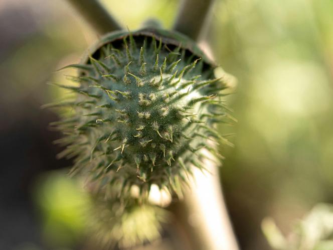 Niesamowita Datura. Zdjęcia