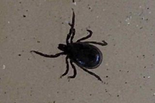 Rumień wędrujący to jeden z pierwszych i najbardziej rozpoznawalnych objawów boreliozy