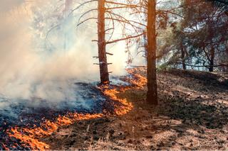 Zniszczyli ponad 50 tys. hektarów lasów. 48 osób zatrzymanych w związku z pożarami latem