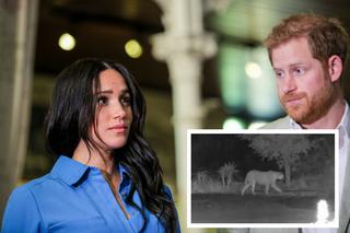 Meghan Markle i książę Harry w niebezpieczeństwie! Poluje na nich PUMA