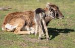 Zoo Wrocław: Na świat przyszło 6 małych muflonów