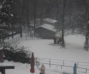 Elka w Parku Śląskim. Widok z góry