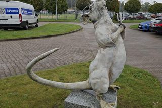 Nie krasnal, a szczur. Wrocław ma nowy, zaskakujący pomnik z ważnym przesłaniem