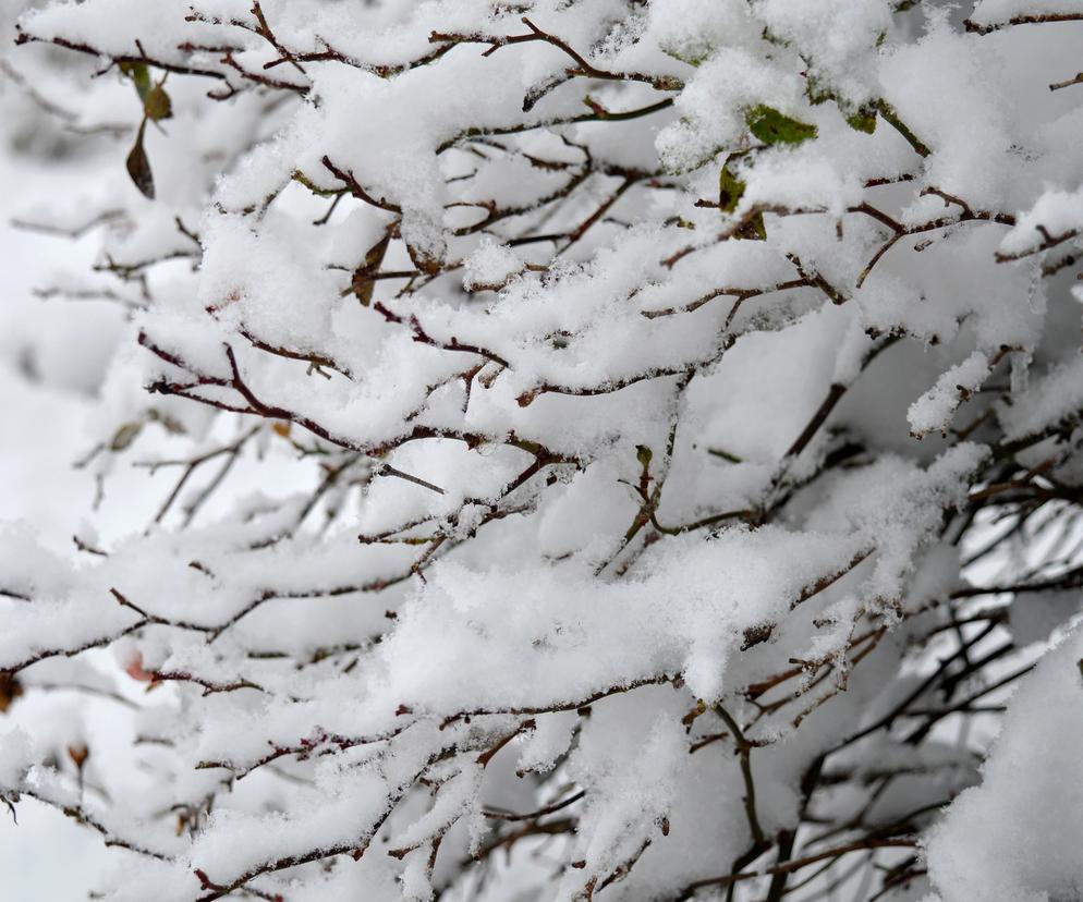 Był śnieg, teraz czas na burze śnieżne? Fatalna prognoza długoterminowa na marzec