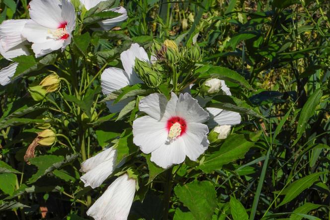 Hibiskus bagienny