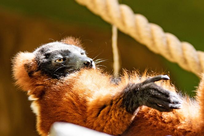 Lemury wari z łódzkiego zoo będą mieć nowe lokum