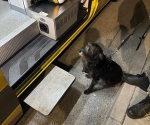 Bohaterski pies z Wrocławia uratował swojego 71-letniego pana