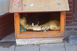 Kot Gacek ze Szczecina