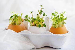 Rzeżucha na Wielkanoc