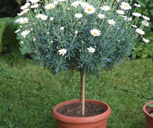 Złocień krzewiasty = srebrzeń krzewiasty - Argyranthemum frutescens