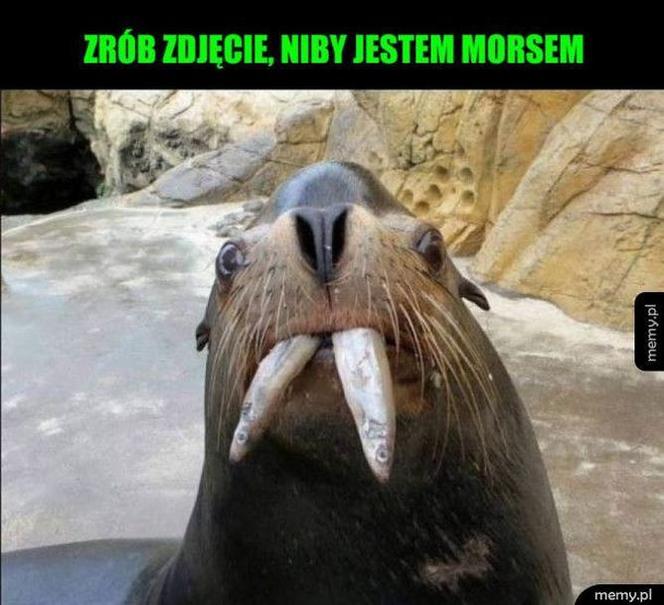 Morsowanie: MEMY 2021. Zobacz najlepsze obrazki i memy o morsowaniu! [ZDJĘCIA]