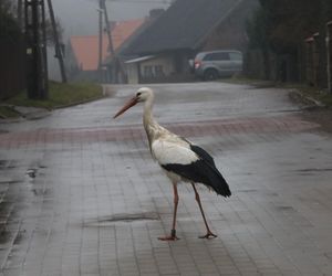 Ulubieniec wsi zaginął. Mieszkańcy zaniepokojeni