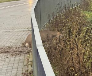 Walczyli o życie sarny uwięzionej w pułapce. Utknęła między metalowymi barierkami