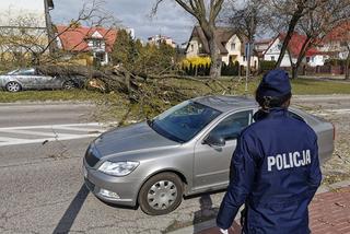 Wichura w Białymstoku. Potężne drzewo ZMIAŻDŻYŁO samochód