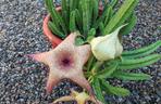 Gwiazda szeryfa (Stapelia Gigantea)