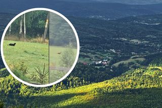Puma na wolności? Gmina ostrzega mieszkańców