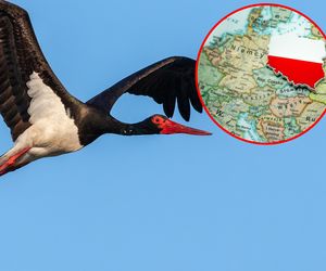 Sama pokonała 1 400 km i wróciła do Polski! Tak wyglądała trasa ptasiej celebrytki [WIDEO]