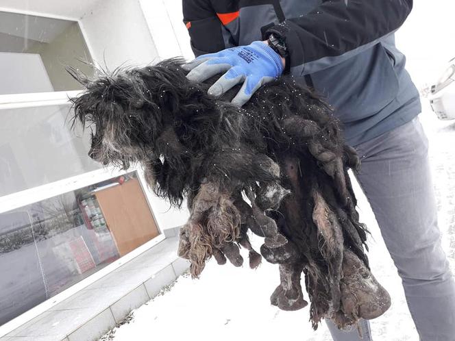 Skrajnie zaniedbane suczki LEDWO żyły! Miały na sobie aż 6 kilogramów kołtunów [ZDJĘCIA]