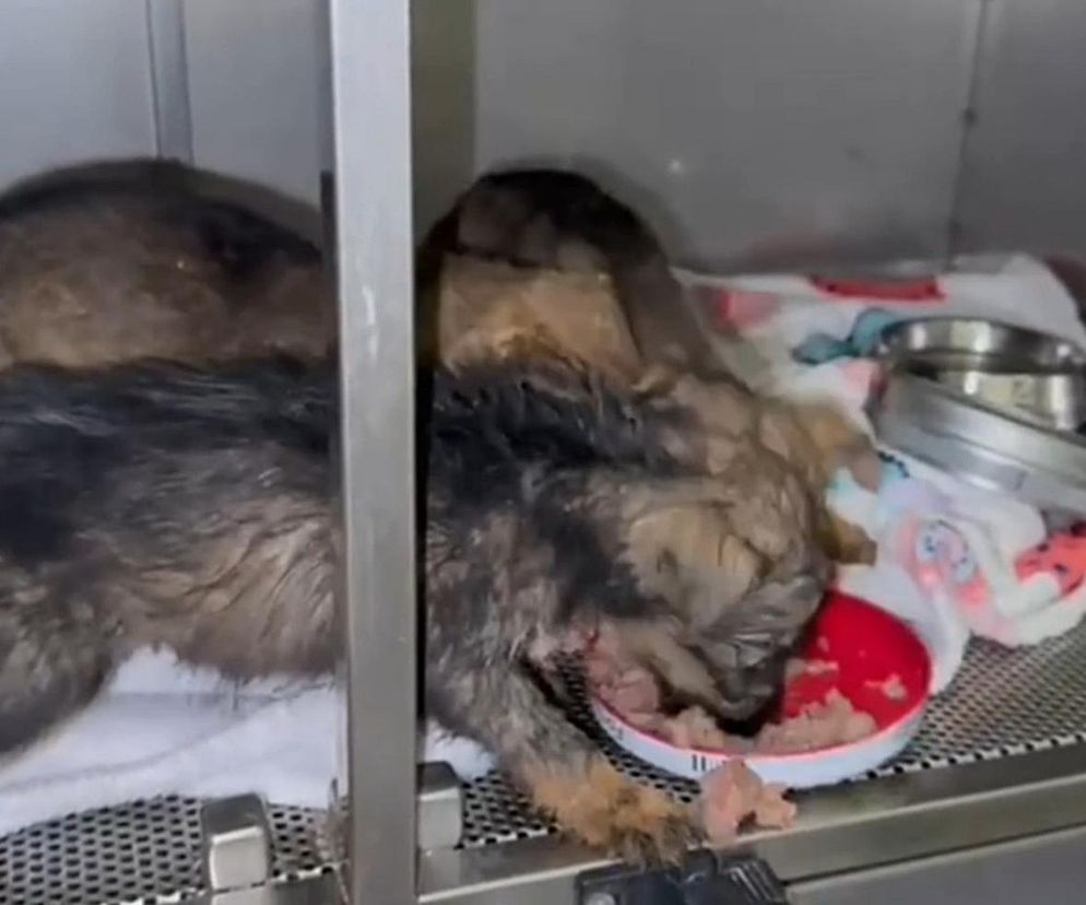 Głodne i wystraszone. Ktoś porzucił szczeniaki w pudełku w środku lasu