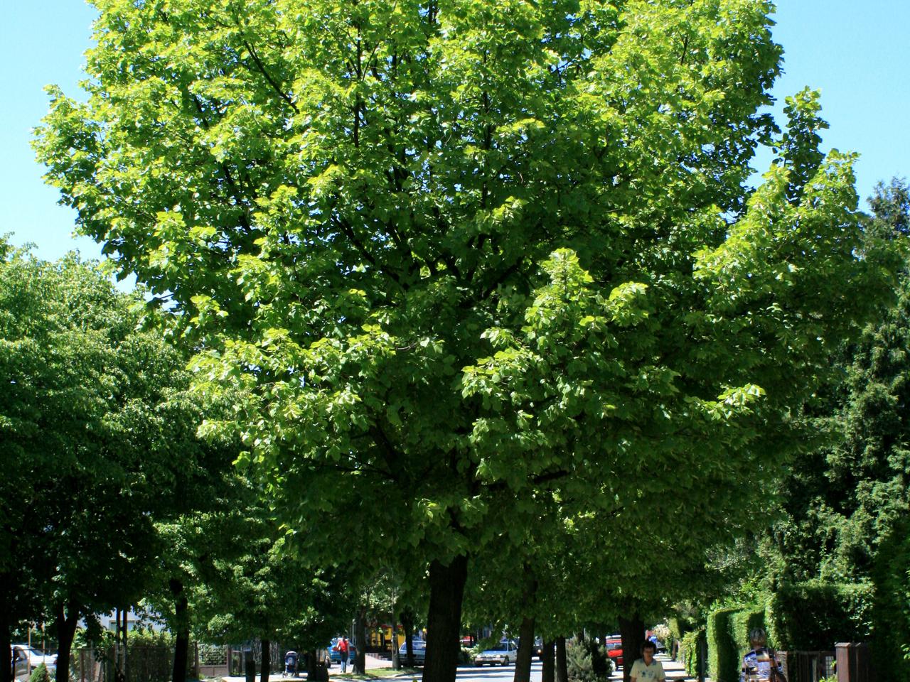 Lipa holenderska 'Pallida' - Tilia x europaea 'Pallida' = T. intermedia 'Pallida' = T. vulgaris 'Pallida' = T. hollandica 'Pallida'