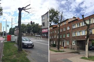 Ruszyła wycinka drzew przy ulicy Kościuszki w Gdańsku. Jaki jest powód?