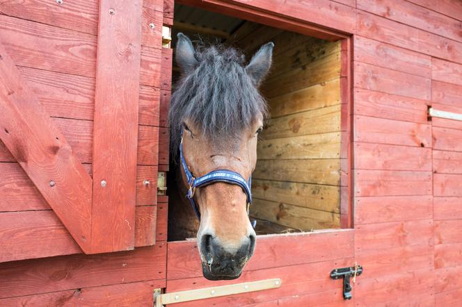 Stadnina koni w Bytomiu
