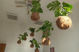 Baobab oficjalnie otwarty. To nowe miejsce integracji w Lublinie [GALERIA]