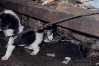 Dramatyczna interwencja DIOZ w Łódzkiem. Zwłoki psów, chore szczenięta schowane w tapczanie