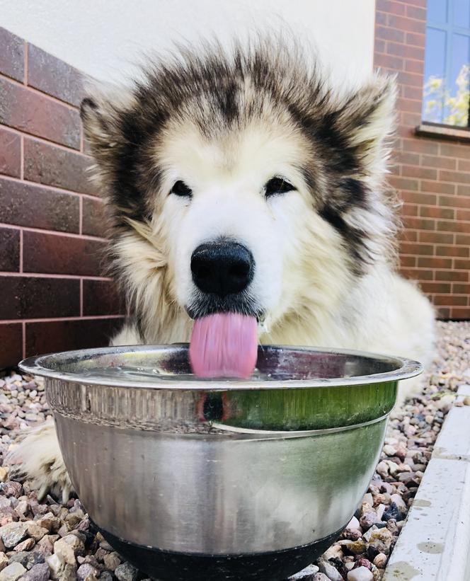 Wielichowska wyczesała psa na maksa