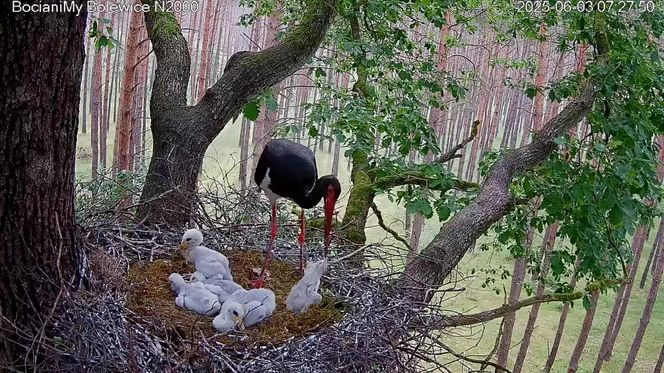 Bocian czarny wyrzucił z gniazda dwa pisklaki