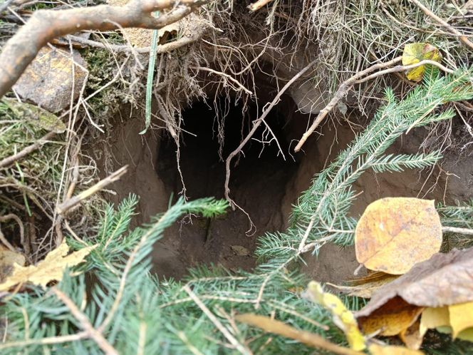 Desperacka próba przekroczania granicy. Straż Graniczna ujawniła podkop z Białorusi do Polski!